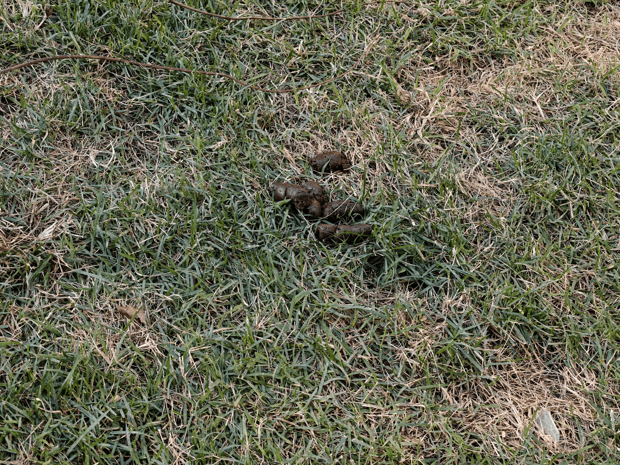 צואת כלבים - תיעוד 1