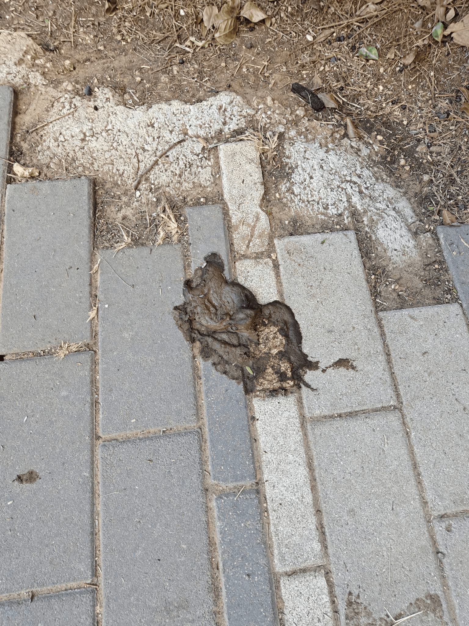 צואת כלבים - תיעוד 2