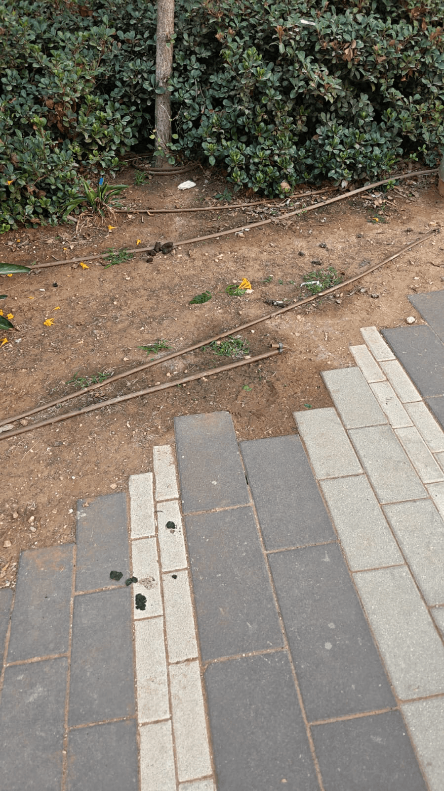 צואת כלבים - תיעוד 3