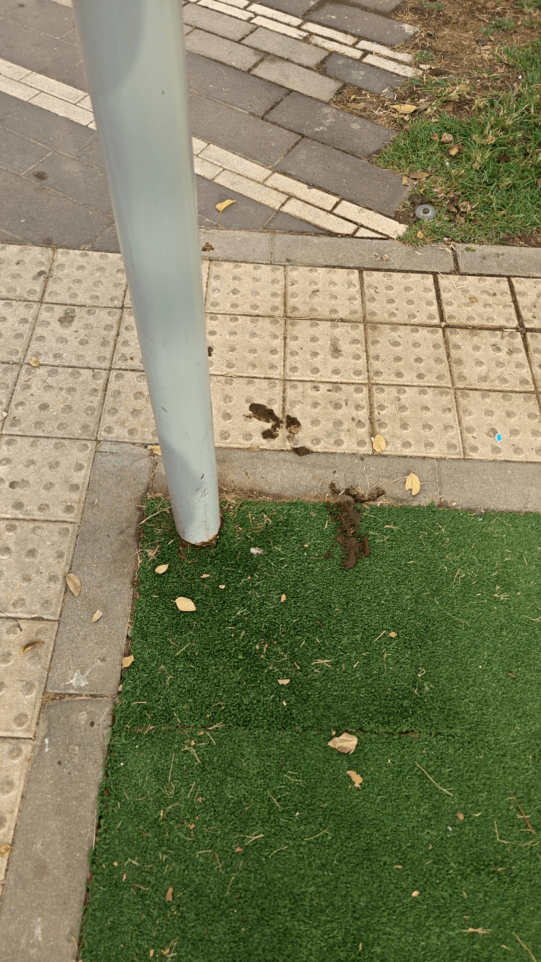 צואת כלבים - תיעוד 4