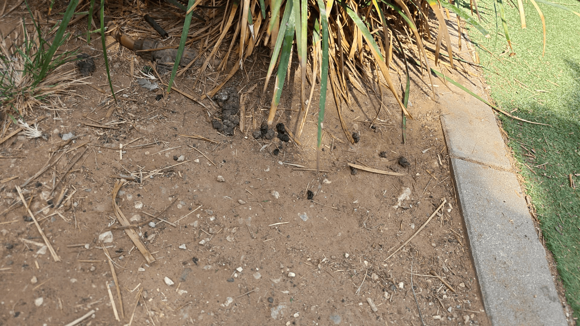 צואת כלבים - תיעוד 7