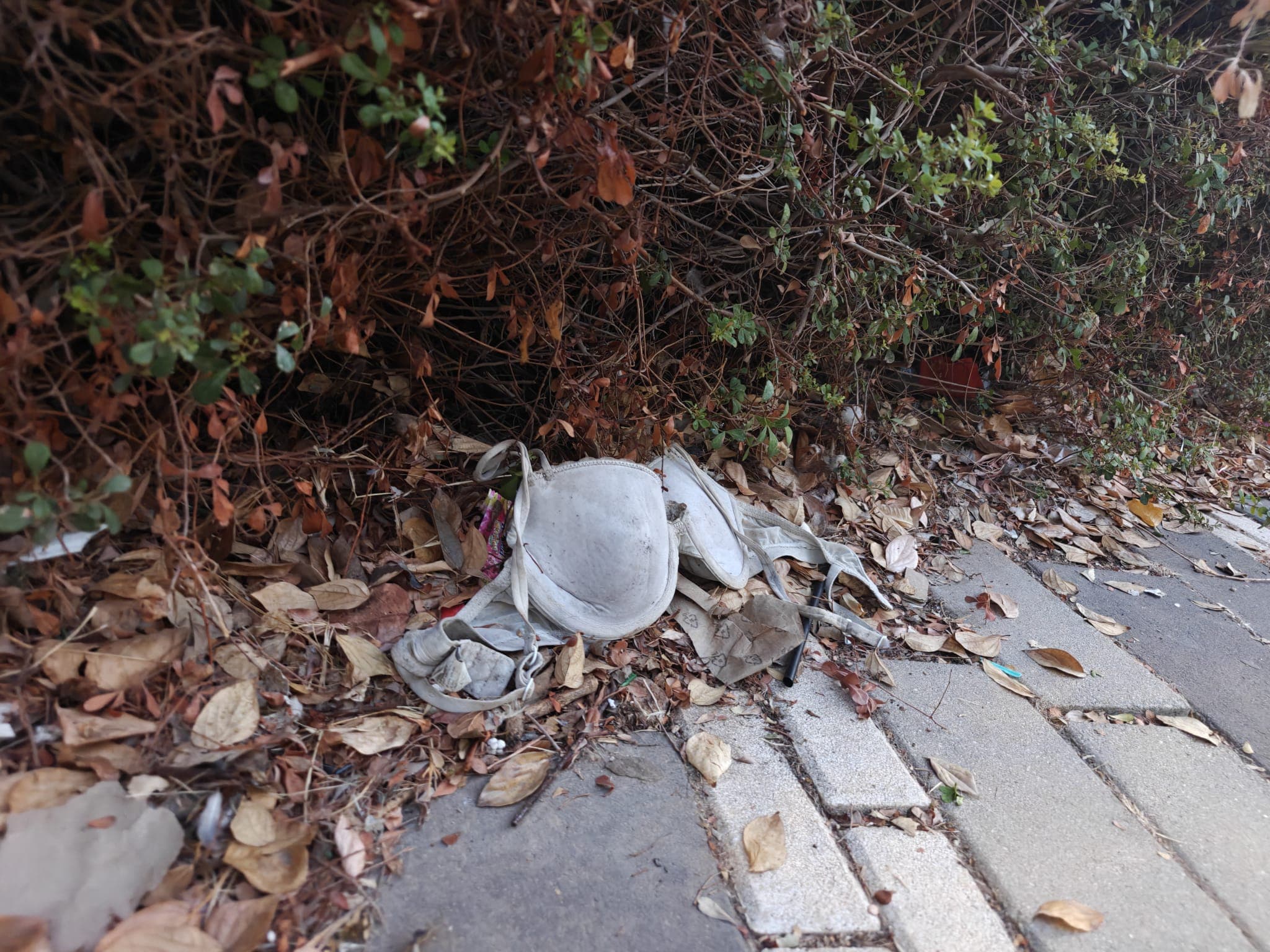 פריטי לבוש זרוקים בפארק