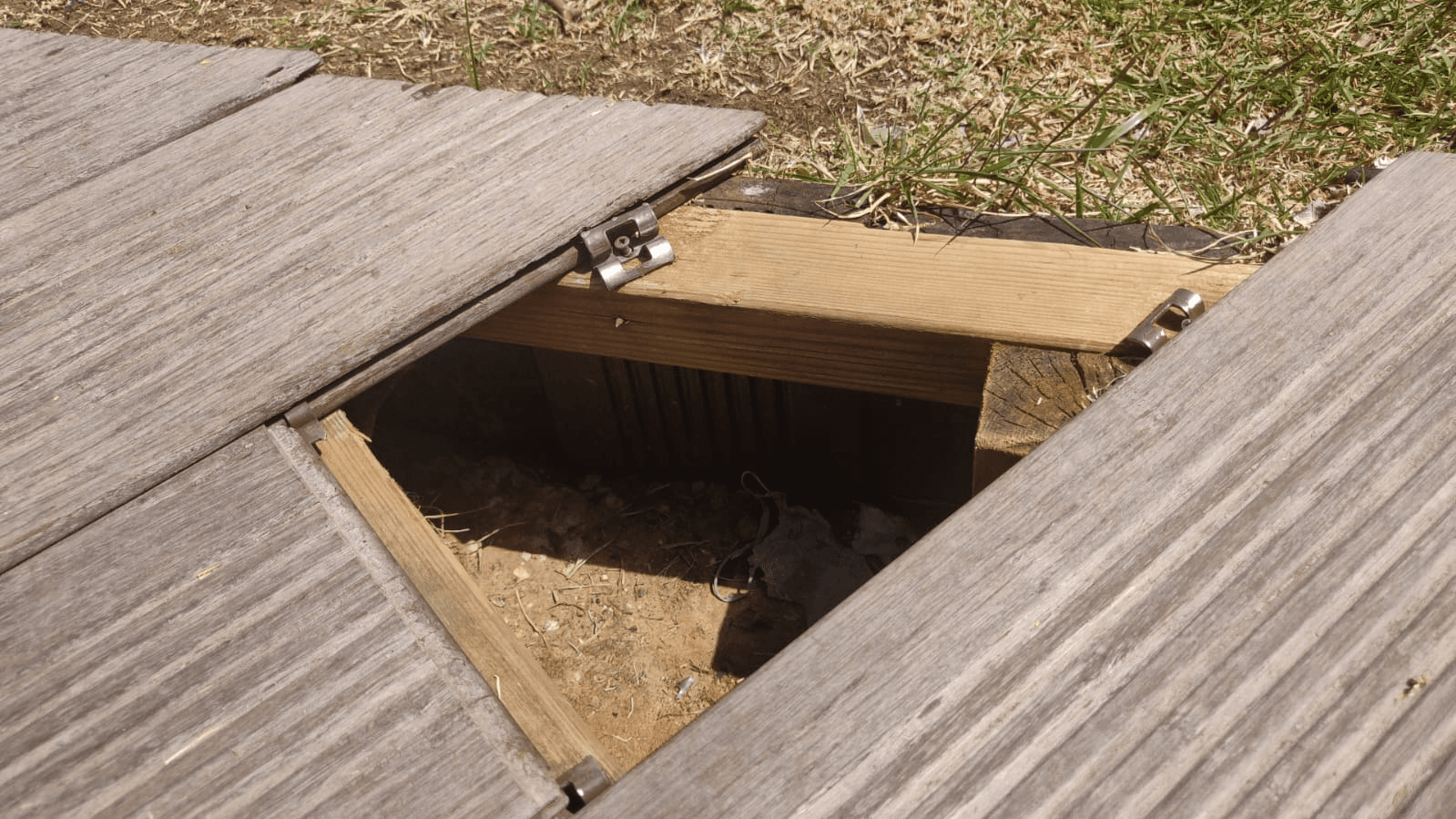 עץ שבור ומסוכן