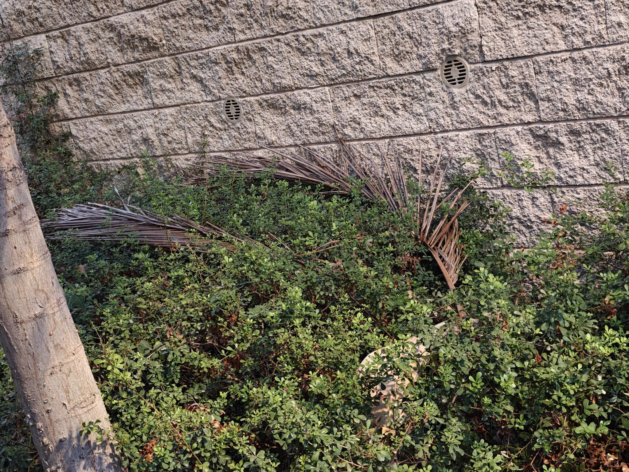 פסולת מוזנחת מאחורי הצמחייה