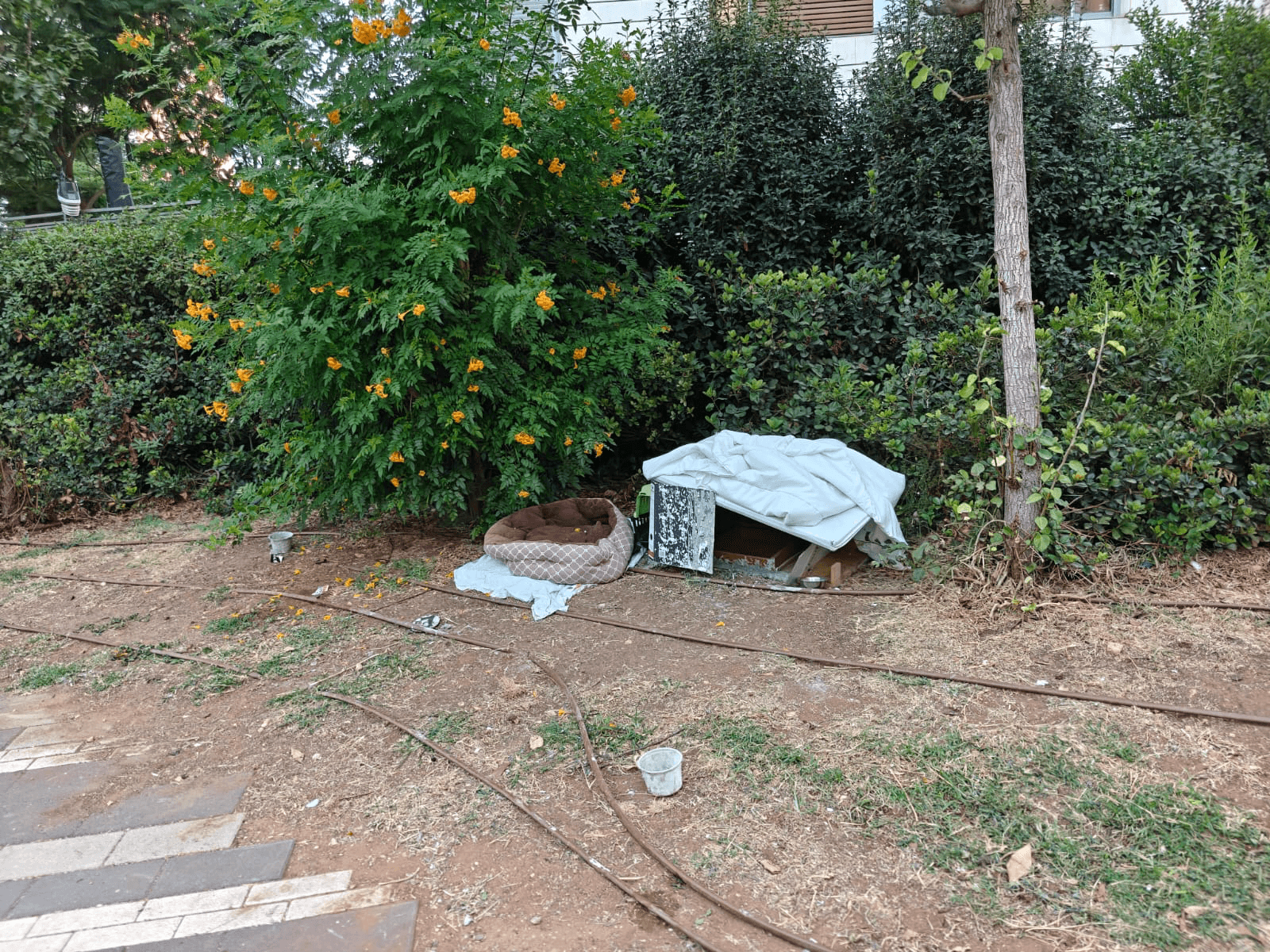 מלון זבל לחתולים בגינה מלוכלכת