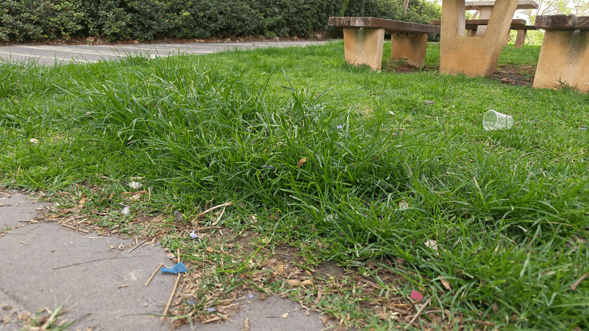 דשא לא גזוז ומוזנח